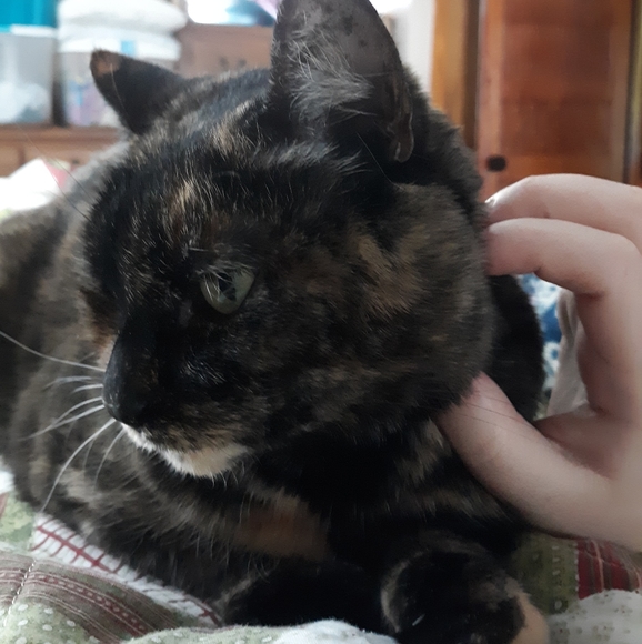 For All Animals <3 - Picture 2 of 4